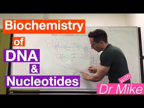 DNA and Nucleotides | Biochemistry