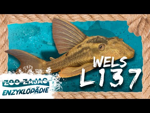 BRUNO | FISCHENZYKLOPÄDIE | Zoo Zajac