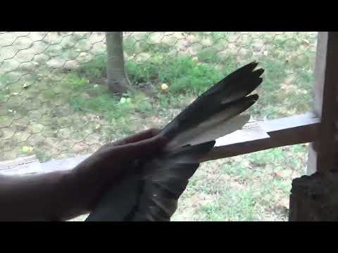 Pigeon fancier Mr. Dragan Mircea Baleni Dambovita Romania chicks 2025 and breeding males August 2...