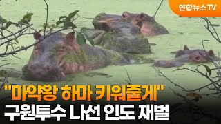 [지구촌톡톡] "마약왕 하마 키워줄게"…구원투수 나선 인도 재벌 外 / 연합뉴스TV (YonhapnewsTV)
