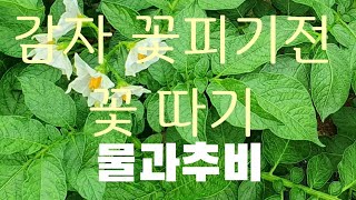 #감자 재배방법 #감자 꽃 따기와 추비주는방법