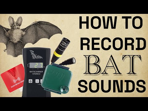 ambient talkie: ep 43 - so, you want to record bats? (part I)
