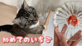 初めていちごを食べる猫 足長マンチカン まる Munchkin cat