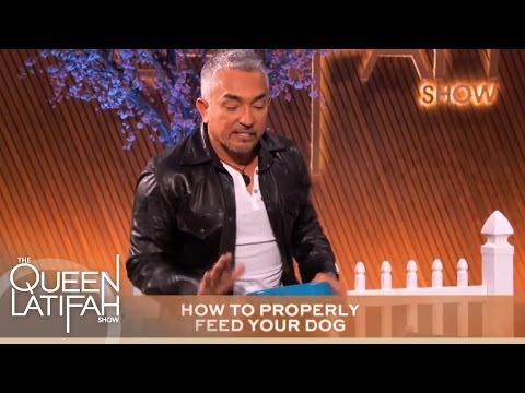 Cesar Millan's Tips Every Dog Owner Should Know