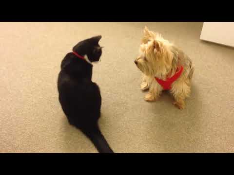 Funniest Cat vs  Dog Home Videos ep 9