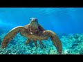 8 Hours - Relaxing Music with Sea Turtles in Hawaii with | Great Escapes