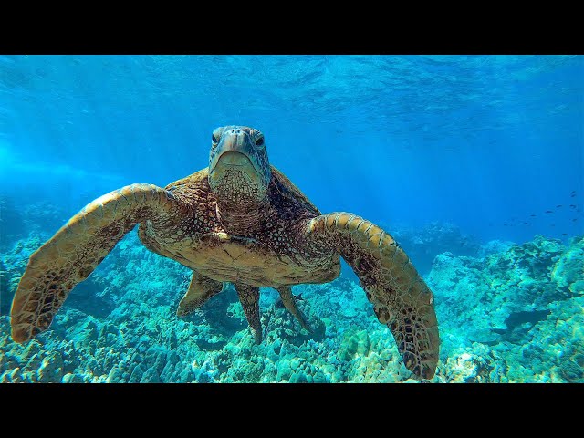 8 Hours - Relaxing Music with Sea Turtles in Hawaii | Great Escapes SDDEFAULT Thumbnail