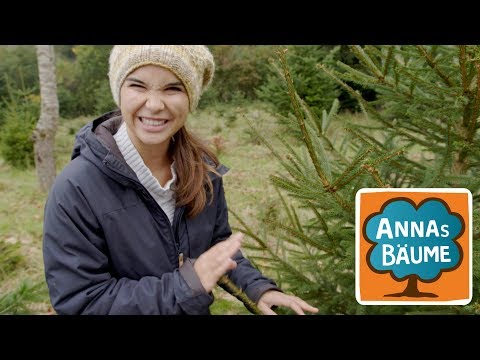 Fichte & Tanne - Auf der Suche nach dem Weihnachtsbaum | Annas Bäume | Reportage für Kinder
