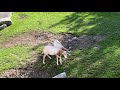 Sable Oryx Fighting In The Zoo