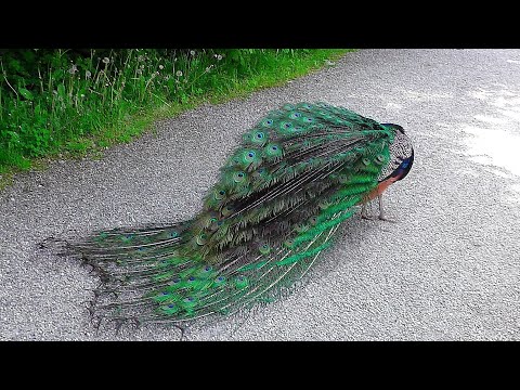 Der Pfau - das Rad - der Ruf -  the wheel of the peacock