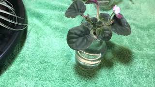 African Violet Water Culture - Update - BLOOMING!!!