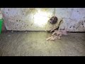 Compactor Room Heavily Infested with Mice in Robbinsville, NJ