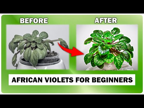 African Violet Care GUIDE - Beginner's Secret To Success
