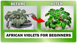 Download lagu African Violet Care GUIDE - Beginner's Secret To Success mp3 Download lagu African Violet Care GUIDE - Beginner's Secret To Success mp3