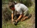 Steve Irwin S Wildest Animal Encounters Part 4