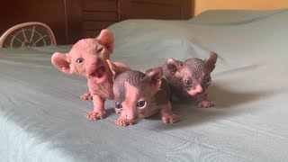 Cute Hairless Kitten Calling Out to Big Cat Nonstop! 🥰 귀여운 털 없는 아기 고양이가 큰 고양이에게 계속 야옹해요!