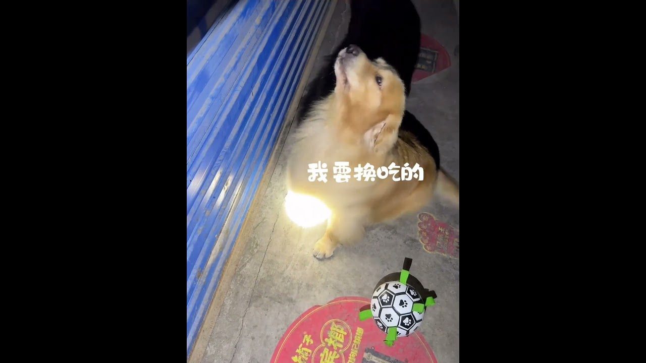 Golden Retriever Trade Time #shorts #dogs