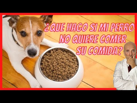 🟠 WHAT DO I DO IF MY DOG DOESN'T WANT TO EAT HIS FOOD 🟠 (CROQUETTES OR FEED)