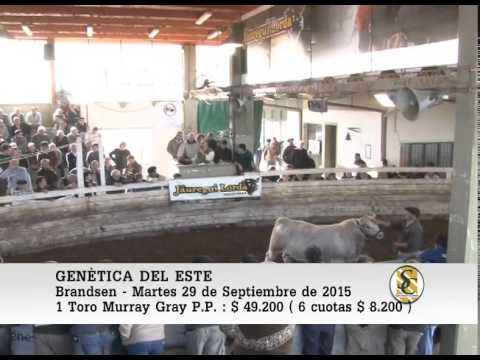 29-09-15 Venta de Toros y Vaquillonas Murray Gray - Genètica del Este - Brandsen.