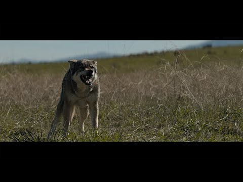 Predator vs Wolf scene~Prey movie (2022)