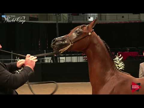 N 126 PURIRA PA   LAS VEGAS 2019   Arabian World Cup Junior Fillies ATH Class 101