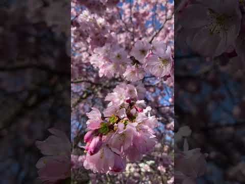 Four seasons in Annecy, France 🇫🇷 #france #annecy #travel #hautesavoie #nature #lakeannecy