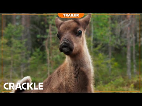 A Reindeer's Journey | Trailer - Watch Free on Crackle Dec 1