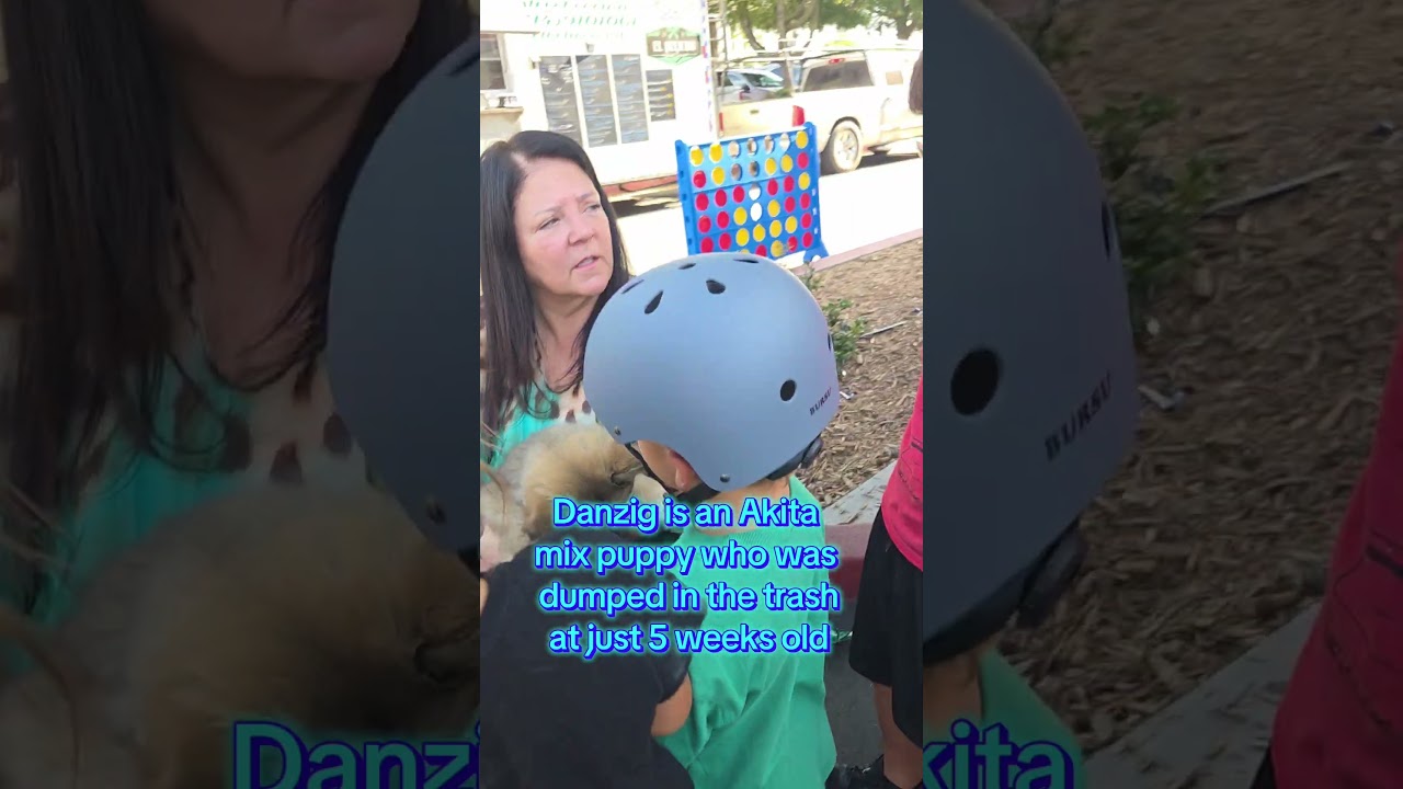 Danzig, a ADOPTABLE mixed breed in Murrieta, CA video 4/5