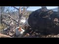 Big Bear Eagles Jackie Brings In A Fish NO Sharing With Shadow 2 11 2020