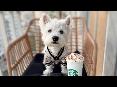 5 Reasons Westies Are the Best Dogs – Watch Before You Adopt!