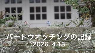 [普通のニューヨーク生活] バードウオッチングの記録 2026.4.13 #海外生活 #vlog #旅
