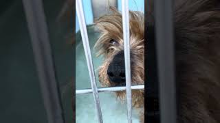 Video preview image #1 Mutt Puppy For Sale in Pasadena, CA, USA