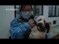 Nanny Mei gives love to baby panda