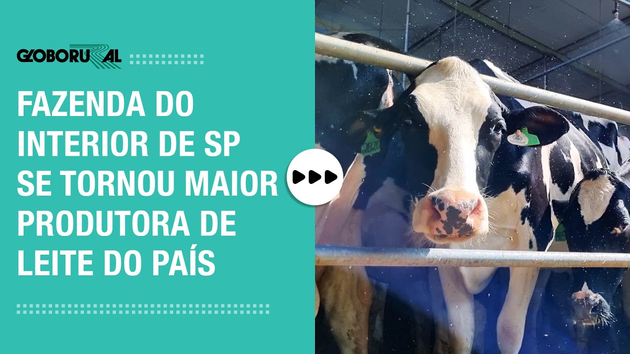 Os segredos da maior fazenda de leite do Brasil