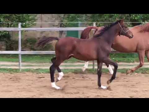 Vallauris Gay Z colt 2018 by Van Gogh x Dominard x Zeus