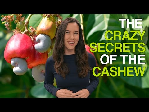 The crazy secrets of the cashew (why cashews are never sold ...