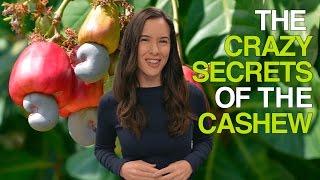 The Crazy Secrets of the Cashew (Why Cashews Are Never Sold in Their Shells)