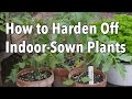 How to Harden Off Indoor-Sown Plants