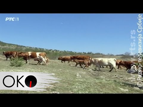 Oko magazin: Stara planina, Sremčica, Stepojevac