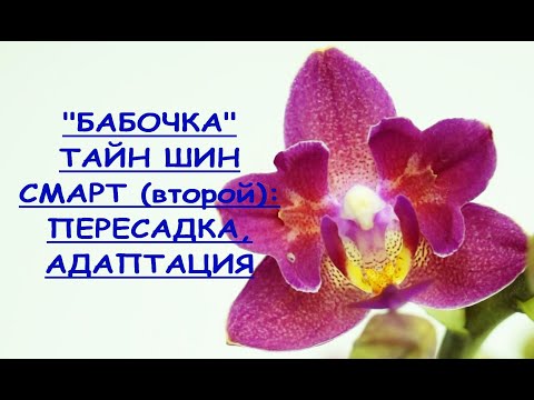 Орхидея "БАБОЧКА":пересадка,РЕЗУЛЬТАТ,фаленопсис "Тайн Шин Смарт" бабочка №2.Phal.Tying Shin Smart.