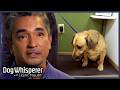 Cesar Millan S Most Emotional Rescue Dog Transformations Dog Whisperer Compilation