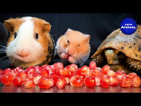 Hamster Guinea Pig Turtle Tortoise ✨ ASMR Mukbang Eating Pomegranate