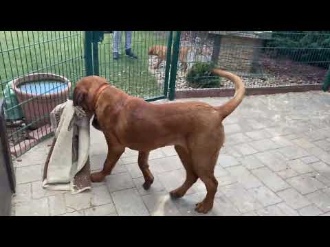 Tosa Inu puppy for sale