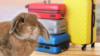 What To Do With Your Rabbit While You're Away