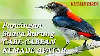 Download lagu Pancingan Suara Burung CABE CABEAN KEMADE AVATAR, di Jamin Langsung Respon.!!! #burung #kemadegacor mp3 Download lagu Pancingan Suara Burung CABE CABEAN KEMADE AVATAR, di Jamin Langsung Respon.!!! #burung #kemadegacor mp3