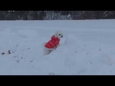 04.01.2011 schneehasen 284.AVI