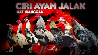 Download lagu Ciri Ayam Jalak Widou Katuranggan #ayam #ayamjago #jalak #telur mp3