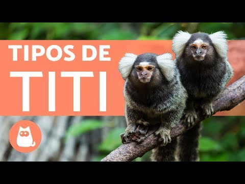 MARMOSAS 🐵 TYPES AND CURIOSITIES!