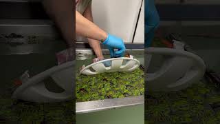 Hydro Dipping Rims #satisfyingvideo