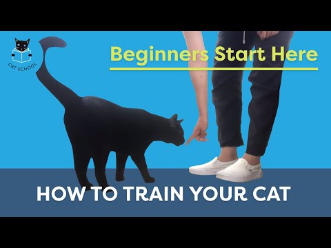 How To Train Your Cat: Beginners Start Here - YouTube